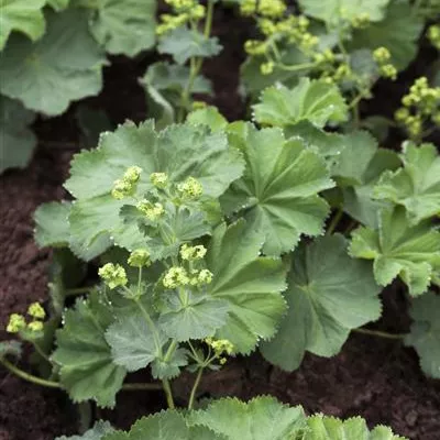 Alchemilla mollis Alchemilla mollis