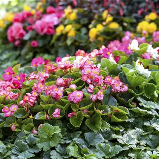 Begonia semperflorens