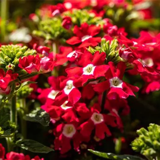 Beet und Balkon gestalten und für ein Farbenmeer sorgen Beet und Balkon gestalten und für ein Farbenmeer sorgen