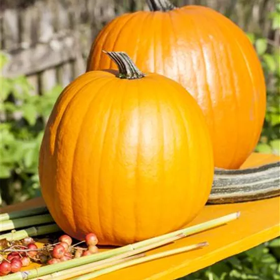 Cucurbita maxima Cucurbita maxima