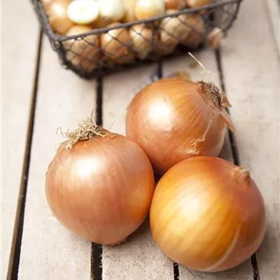 Allium cepa Allium cepa