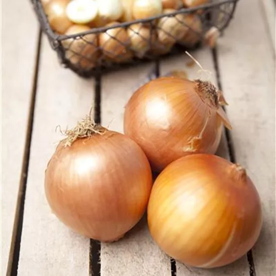 Allium cepa Allium cepa