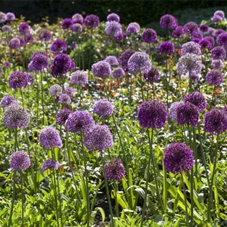 Allium giganteum