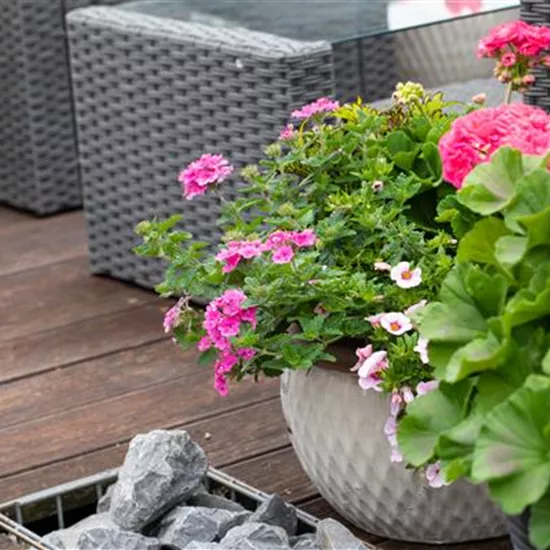 Beet- und Balkonpflanzen – Die schönsten Kandidaten Beet- und Balkonpflanzen – Die schönsten Kandidaten