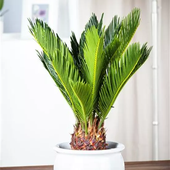 Cycas revoluta Cycas revoluta