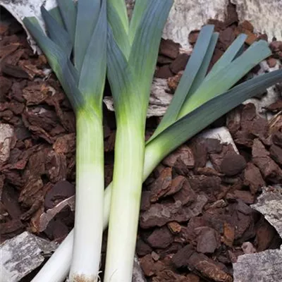 Allium porrum Allium porrum