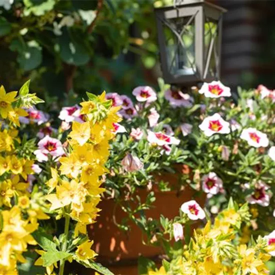 Beet- und Balkonpflanzen kaufen ist immer eine gute Idee Beet- und Balkonpflanzen kaufen ist immer eine gute Idee