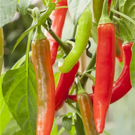Capsicum annuum Pick a Hot®