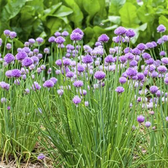 Allium schoenoprasum Allium schoenoprasum