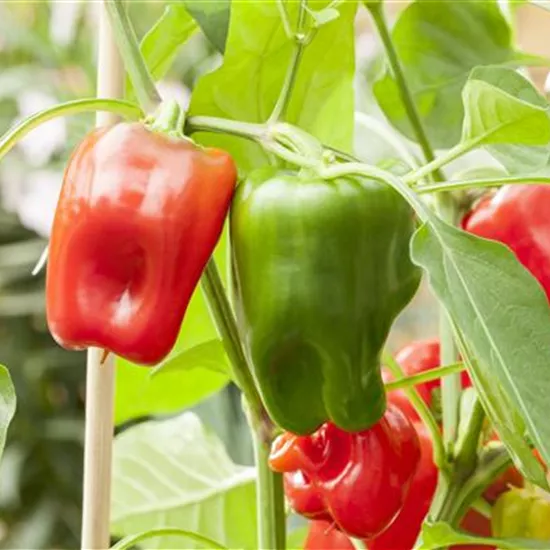 Capsicum annuum 'Pick a Pep'®