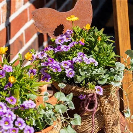Beet- und Balkonpflanzen pflegen und bunte Blüten bewundern Beet- und Balkonpflanzen pflegen und bunte Blüten bewundern