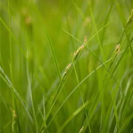 Carex brunnea Carex brunnea