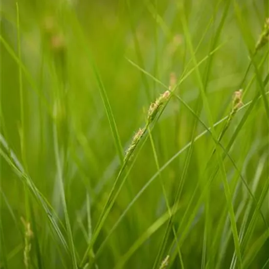 Carex brunnea Carex brunnea