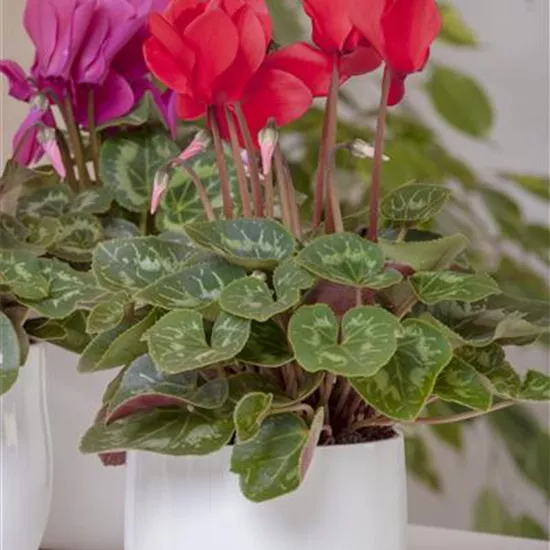 Cyclamen persicum, rot