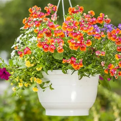 Ampelpflanzen Ampelpflanzen