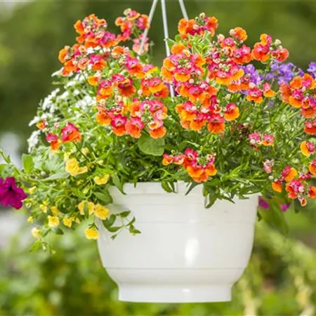 Ampelpflanzen Ampelpflanzen