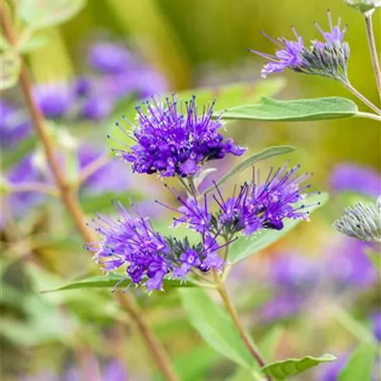 Caryopteris clandonensis 'Heavenly Blue'