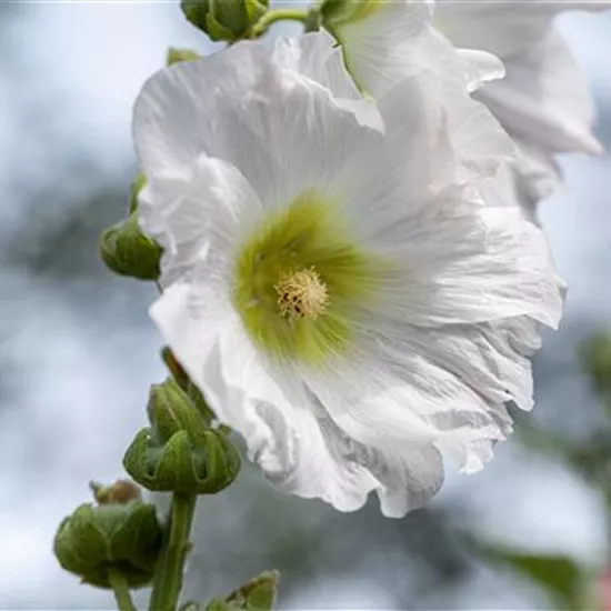 Begleitpflanzen für Rosen – So kommen die Königinnen groß raus Begleitpflanzen für Rosen – So kommen die Königinnen groß raus