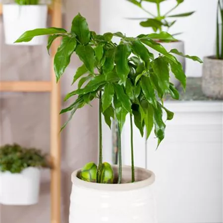 Castanospermum australe Castanospermum australe