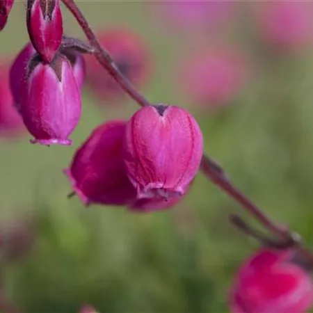 Daboecia cantabrica Daboecia cantabrica