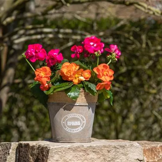 Begonien als blühende Akzente für Balkon und Garten