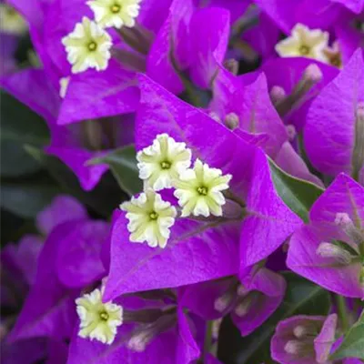 Bougainvillea Bougainvillea