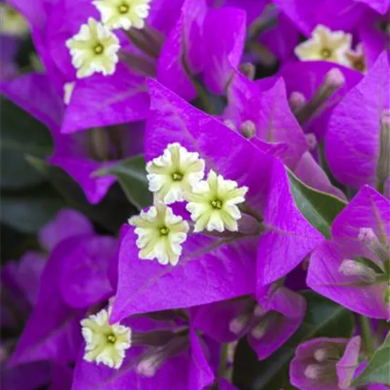 Bougainvillea Bougainvillea