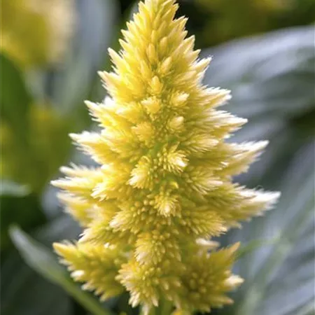 Celosia argentea Celosia argentea