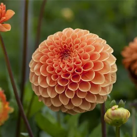 Dahlia Pompon