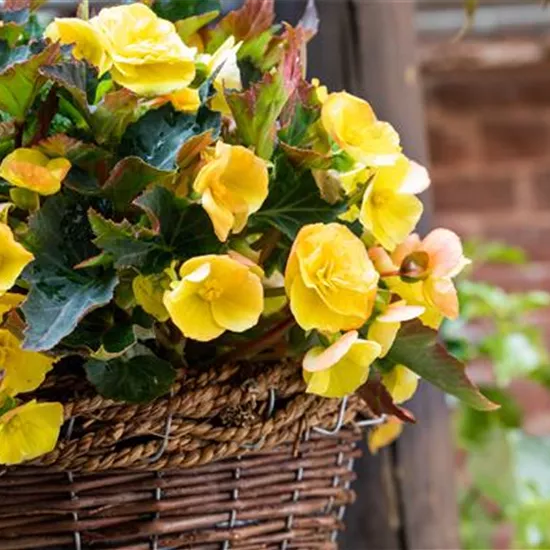 Begonien pflanzen und pflegeleichte Blüten bewundern