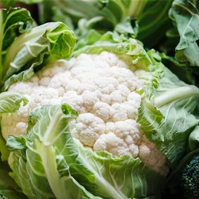 Brassica oleracea var. botrytis Brassica oleracea var. botrytis