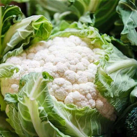 Brassica oleracea var. botrytis