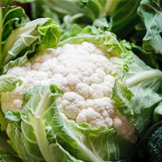 Brassica oleracea var. botrytis Brassica oleracea var. botrytis