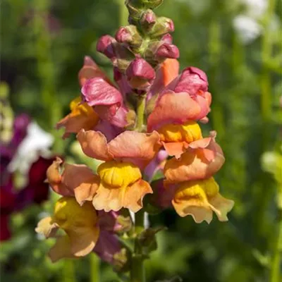 Antirrhinum majus Antirrhinum majus