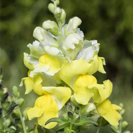 Antirrhinum majus, gelb Antirrhinum majus, gelb