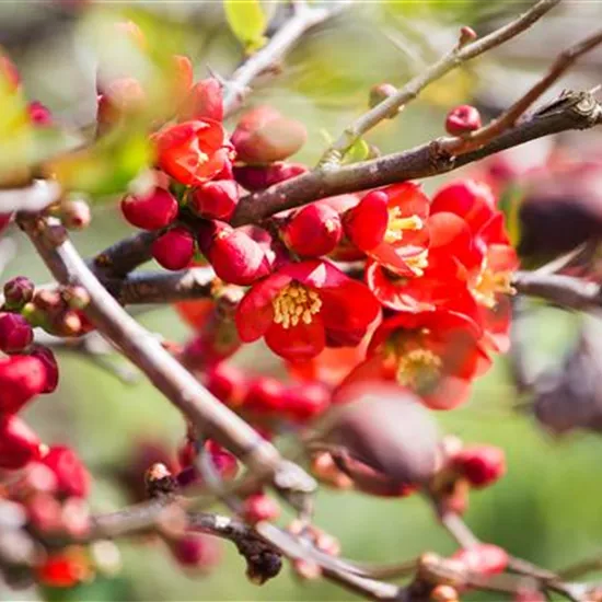 Chaenomeles japonica