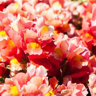 Antirrhinum majus, rot Antirrhinum majus, rot
