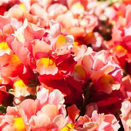 Antirrhinum majus, rot Antirrhinum majus, rot