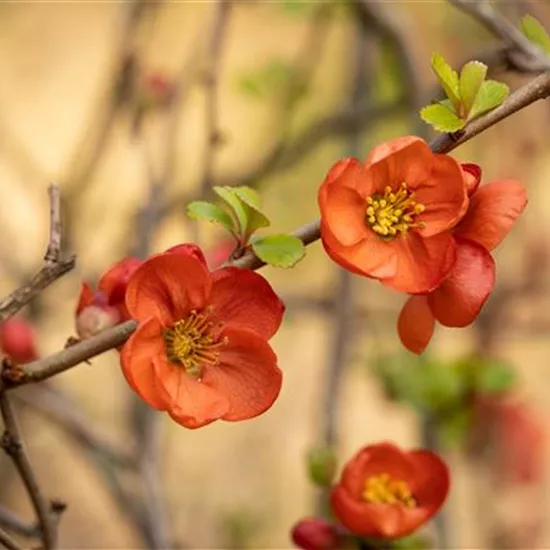 Chaenomeles japonica 'Cido'®