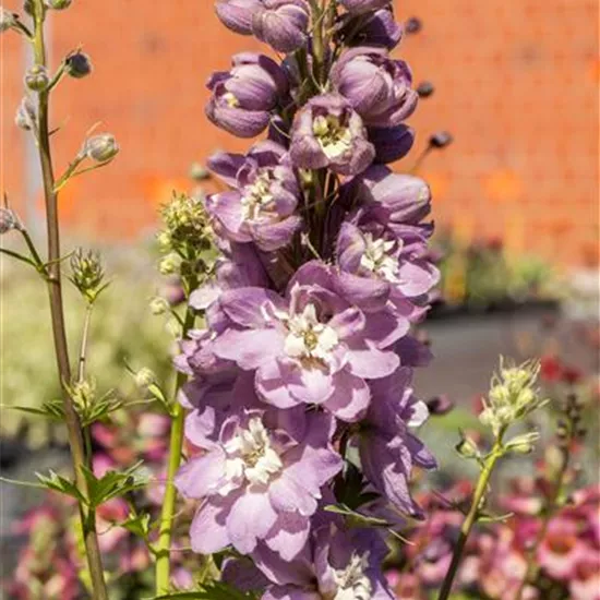 Delphinium 'Magic Fountains'