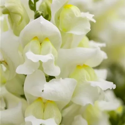 Antirrhinum majus, weiß Antirrhinum majus, weiß