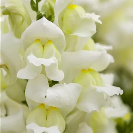 Antirrhinum majus, weiß Antirrhinum majus, weiß