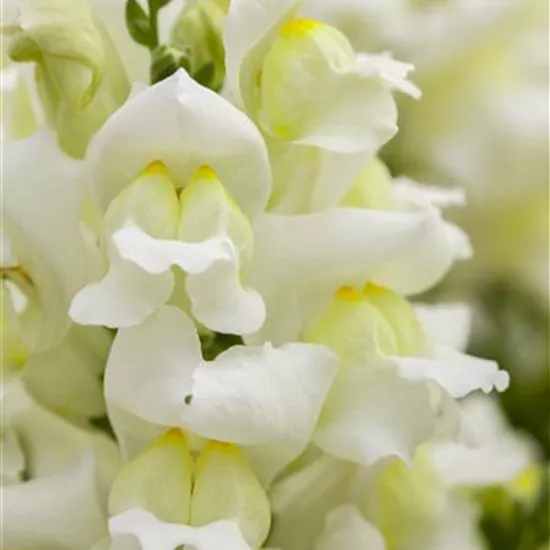 Antirrhinum majus, weiß Antirrhinum majus, weiß