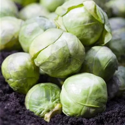 Brassica oleracea var. gemmifera Brassica oleracea var. gemmifera