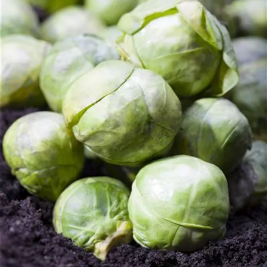 Brassica oleracea var. gemmifera Brassica oleracea var. gemmifera