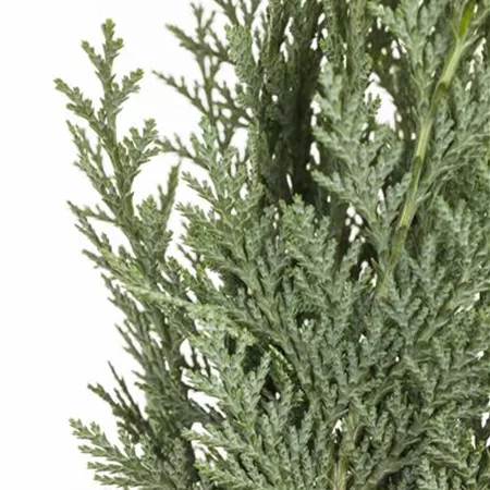 Chamaecyparis lawsoniana Chamaecyparis lawsoniana