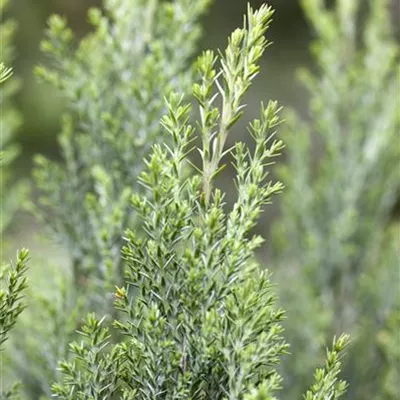 Chamaecyparis lawsoniana 'Ellwoodii'