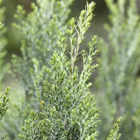 Chamaecyparis lawsoniana 'Ellwoodii' Chamaecyparis lawsoniana 'Ellwoodii'