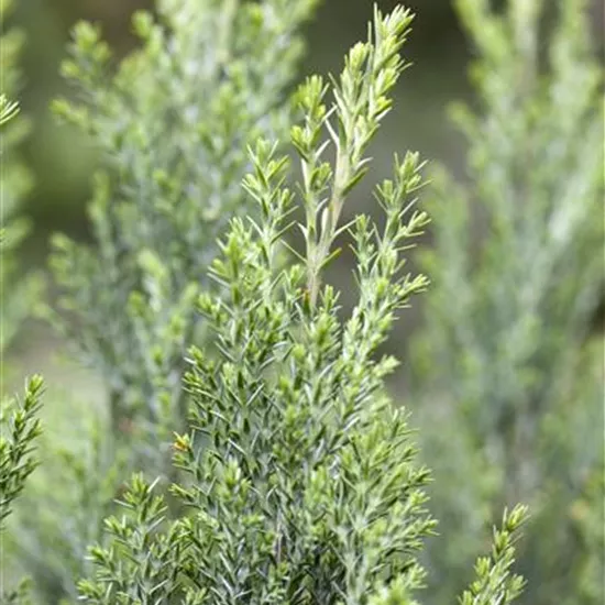 Chamaecyparis lawsoniana 'Ellwoodii' Chamaecyparis lawsoniana 'Ellwoodii'