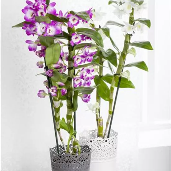 Dendrobium nobile Dendrobium nobile